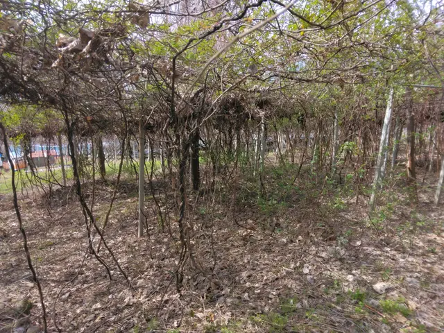 【枯葉撤去】お庭の落ち葉などの清掃はおまかせください。定期的なご要望にも対応可能サービスの画像