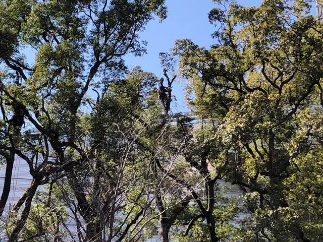 伐採いたしますサービスの画像