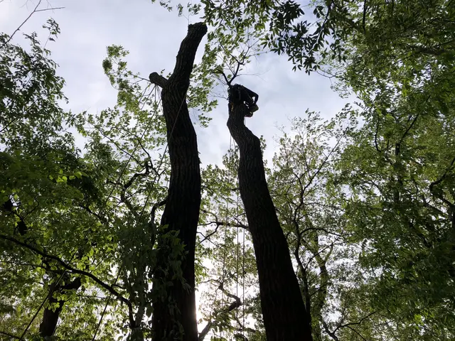 伐採いたしますサービスの画像