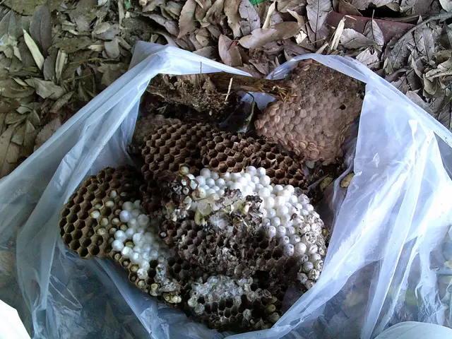 時間外も対応します！アシナガバチ・スズメバチ駆除します！ご気軽にご相談ください！サービスの画像