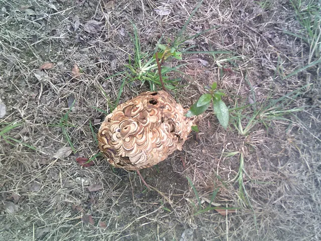 時間外も対応します！アシナガバチ・スズメバチ駆除します！ご気軽にご相談ください！サービスの画像