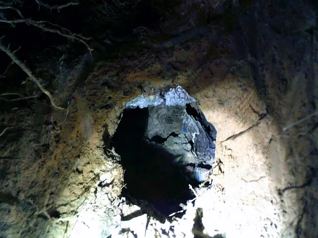 時間外も対応します！アシナガバチ・スズメバチ駆除します！ご気軽にご相談ください！サービスの画像