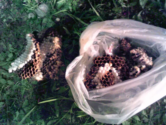 時間外も対応します！アシナガバチ・スズメバチ駆除します！ご気軽にご相談ください！サービスの画像