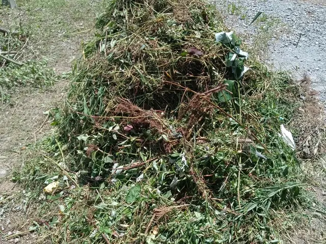 豊富な経験と知識で安心　木の伐採もお任せ下さい◎お気軽にお問い合わせ下さい◎サービスの画像