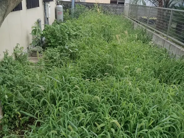 豊富な経験と知識で安心　木の伐採もお任せ下さい◎お気軽にお問い合わせ下さい◎サービスの画像