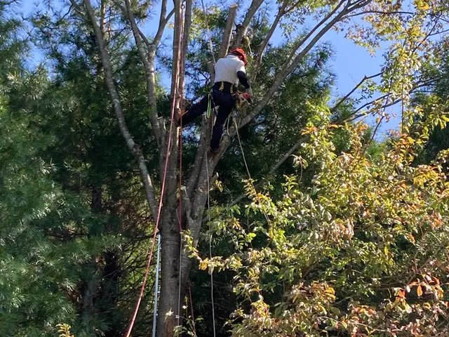 建物に隣接している大小問わず樹木の伐採お任せ下さい。安心安全に作業させて頂きますサービスの画像