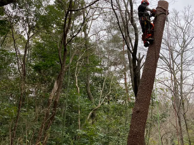 建物に隣接している大小問わず樹木の伐採お任せ下さい。安心安全に作業させて頂きますサービスの画像