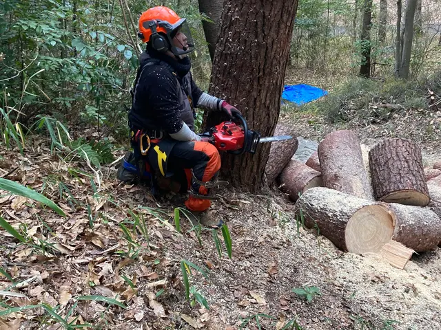 建物に隣接している大小問わず樹木の伐採お任せ下さい。安心安全に作業させて頂きますサービスの画像