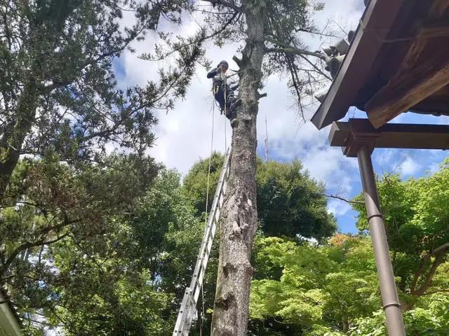 建物に隣接している大小問わず樹木の伐採お任せ下さい。安心安全に作業させて頂きますサービスの画像