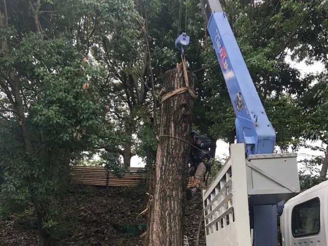 建物に隣接している大小問わず樹木の伐採お任せ下さい。安心安全に作業させて頂きますサービスの画像