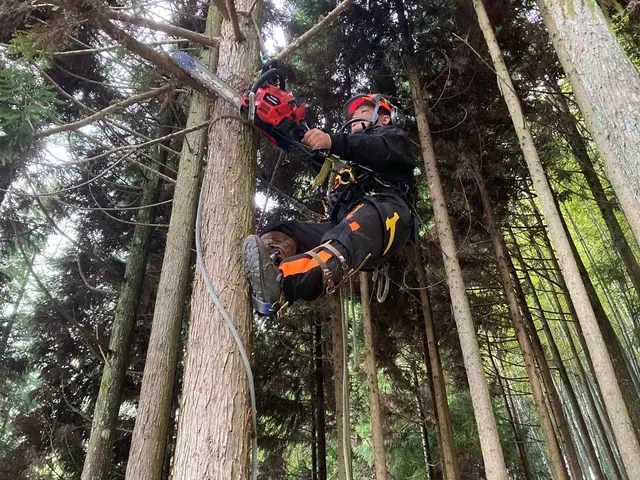 建物に隣接している大小問わず樹木の伐採お任せ下さい。安心安全に作業させて頂きますサービスの画像