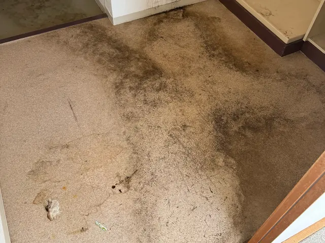 【損害保険加入済み】★写真での報告もOK★クリーニングはお任せください！サービスの画像