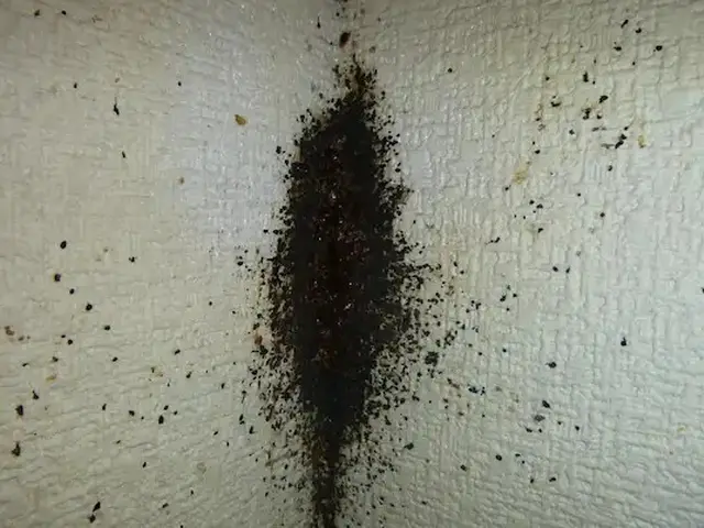 トコジラミ駆除歴10年以上の有資格者多数在籍【再発保証付】【有資格者多数在籍】サービスの画像