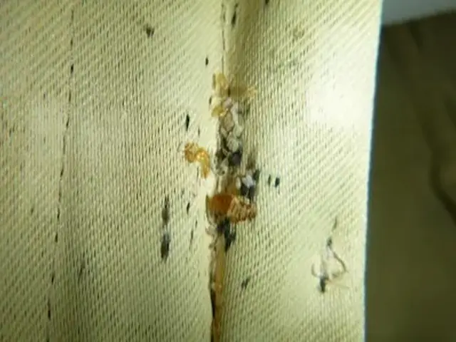 トコジラミ駆除歴10年以上の有資格者多数在籍【再発保証付】【有資格者多数在籍】サービスの画像