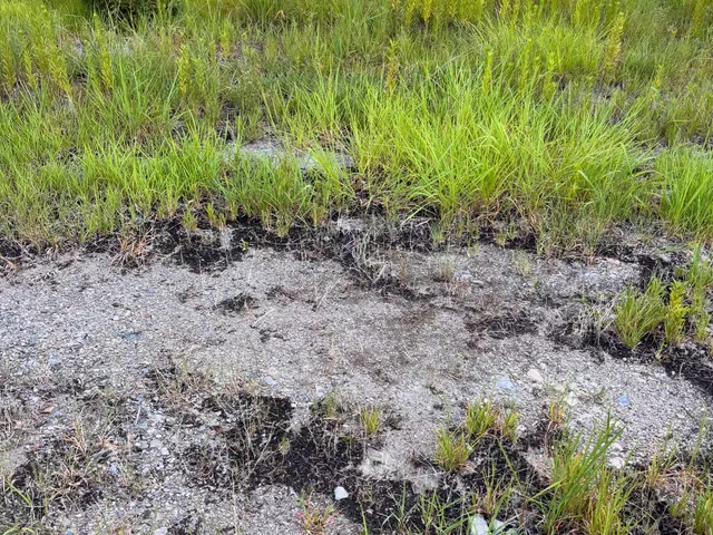 お家の草刈りお任せください！サービスの画像