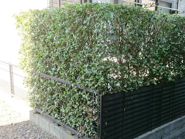 【そよ風に揺れる自然風剪定】木漏れ日がさし枝葉が揺れる、明るいお庭にしませんか？サービスの画像