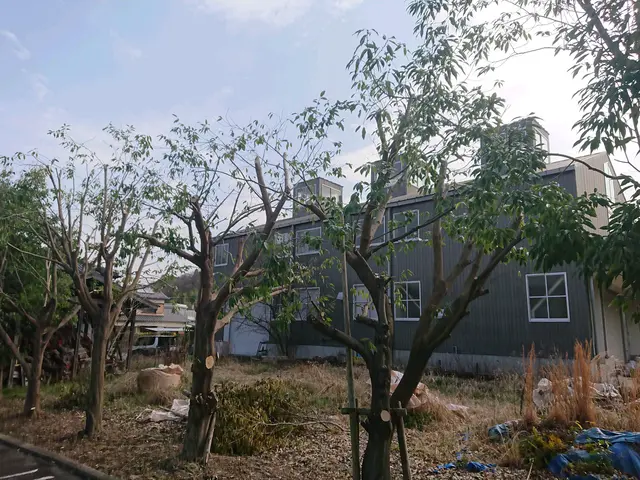 【そよ風に揺れる自然風剪定】木漏れ日がさし枝葉が揺れる、明るいお庭にしませんか？サービスの画像