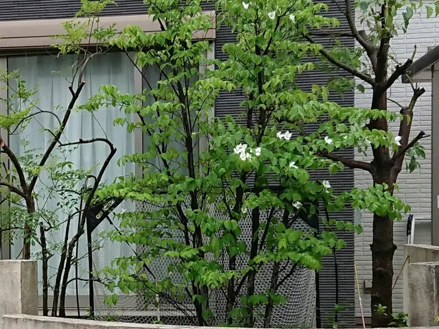 【そよ風に揺れる自然風剪定】木漏れ日がさし枝葉が揺れる、明るいお庭にしませんか？サービスの画像