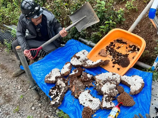 ★ハチの巣駆除★アシナガバチ8,800円～★事前見積りOKサービスの画像