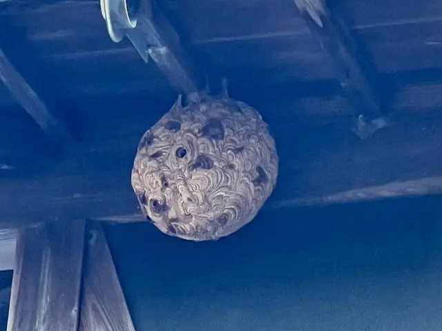 ★ハチの巣駆除★アシナガバチ8,800円～★事前見積りOKサービスの画像