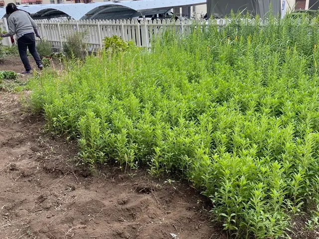 ちょっとした「めんどうな草むしり」お任せ下さい！　お庭・アパート・駐車場サービスの画像