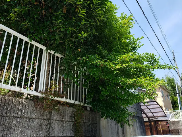 猛暑の前にお手入れを♪親切·丁寧·をモットーに♪綺麗にします。サービスの画像