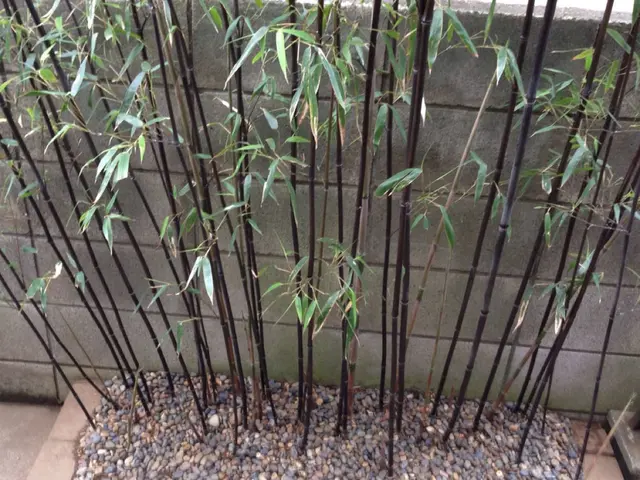 ◇草むしり(手作業)◇職人が作業終了まで丁寧に対応します！サービスの画像