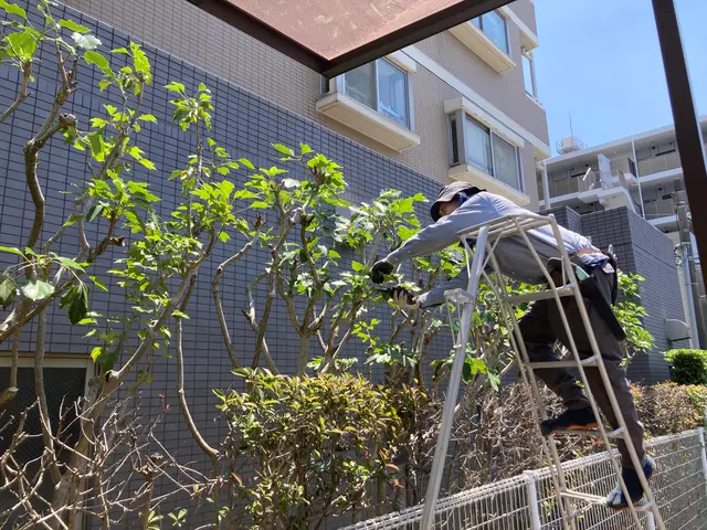 自然樹形剪定。あなたのお庭に光と風を！丁寧、迅速に対応いたします。サービスの画像