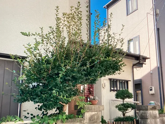 自然樹形剪定。あなたのお庭に光と風を！丁寧、迅速に対応いたします。サービスの画像