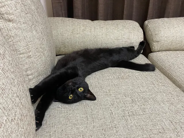 【公式】ペットが安心して過ごせるようお手伝いします！サービスの画像