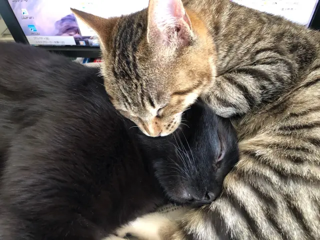 【公式】ペットが安心して過ごせるようお手伝いします！サービスの画像