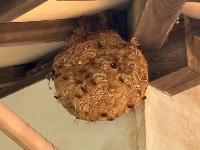 わかりやすい料金の蜂の巣駆除屋さん！出張見積無料です！サービスの画像