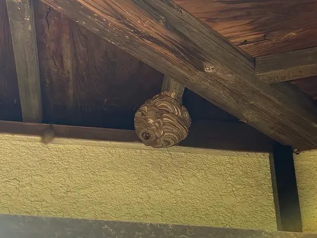 わかりやすい料金の蜂の巣駆除屋さん！出張見積無料です！サービスの画像