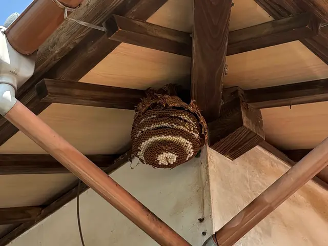 わかりやすい料金の蜂の巣駆除屋さん！出張見積無料です！サービスの画像