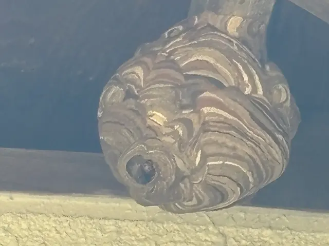 わかりやすい料金の蜂の巣駆除屋さん！出張見積無料です！サービスの画像