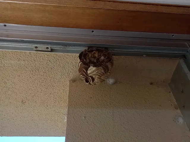 わかりやすい料金の蜂の巣駆除屋さん！出張見積無料です！サービスの画像