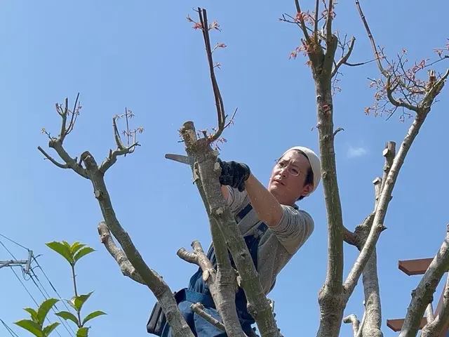 【庭木の剪定】やるなら今がチャンス！サービスの画像