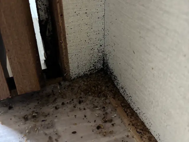 【日本防除品質管理機構 - 優良事業者認定店】が手掛けるトコジラミ駆除!!サービスの画像