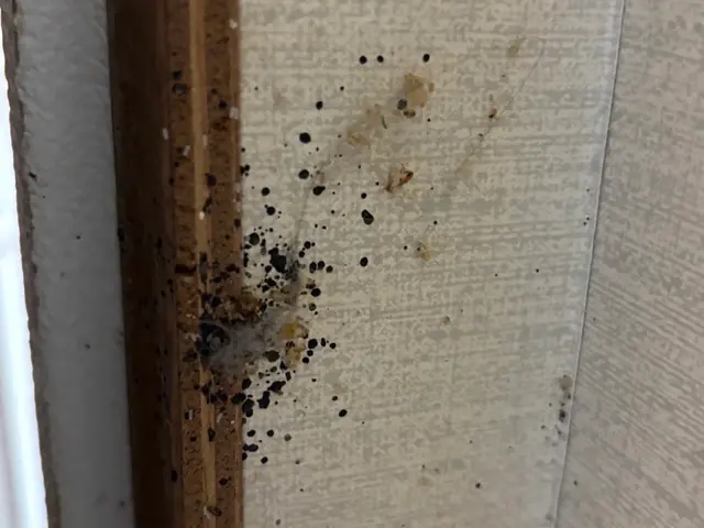 【日本防除品質管理機構 - 優良事業者認定店】が手掛けるトコジラミ駆除!!サービスの画像