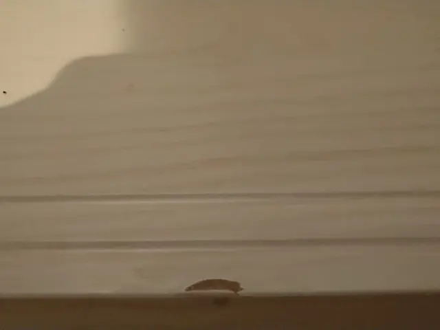 【室内ドア傷補修】ご相談承ります。サービスの画像