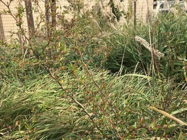 ＜草刈り作業＞京都・海外等で15年修行した職人が作業にお伺いします！サービスの画像