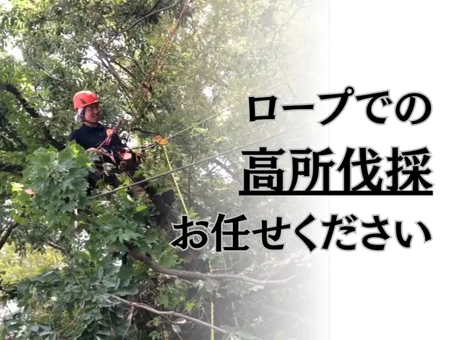 ロープを使った高所伐採！私におまかせください！サービスの画像