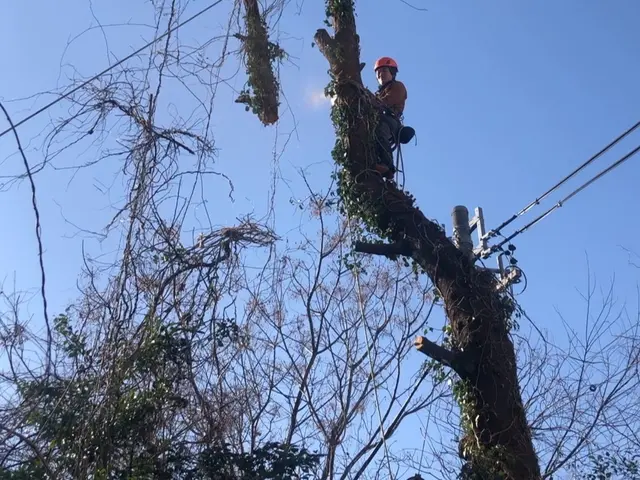 ロープを使った高所伐採！私におまかせください！サービスの画像