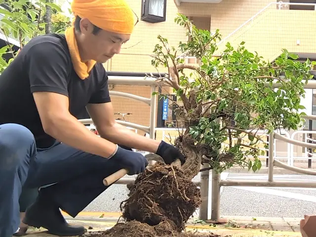 5500円〜【鉢植え土交換＆植替え】根詰り、害虫から救出《損害保険適応サービス》サービスの画像