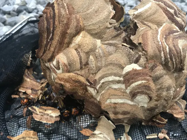 蜂の巣駆除（合）山本企画　　当日、翌日お任せください！年内再発保証○クレカ可能サービスの画像