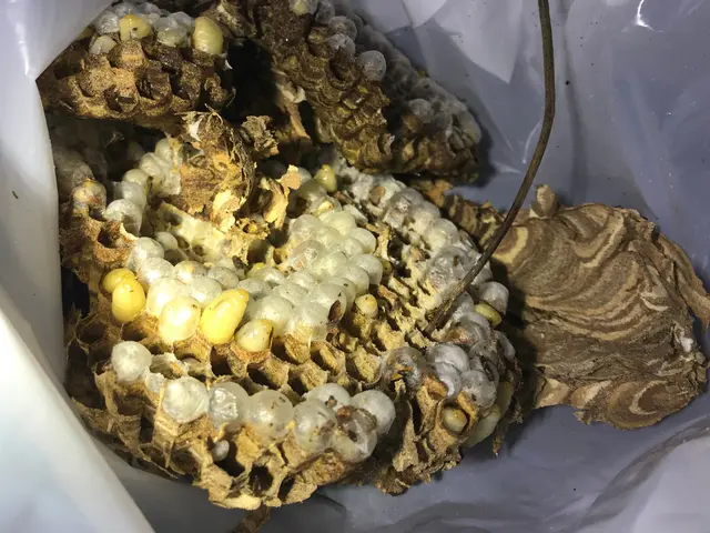 蜂の巣駆除（合）山本企画　　当日、翌日お任せください！年内再発保証○クレカ可能サービスの画像