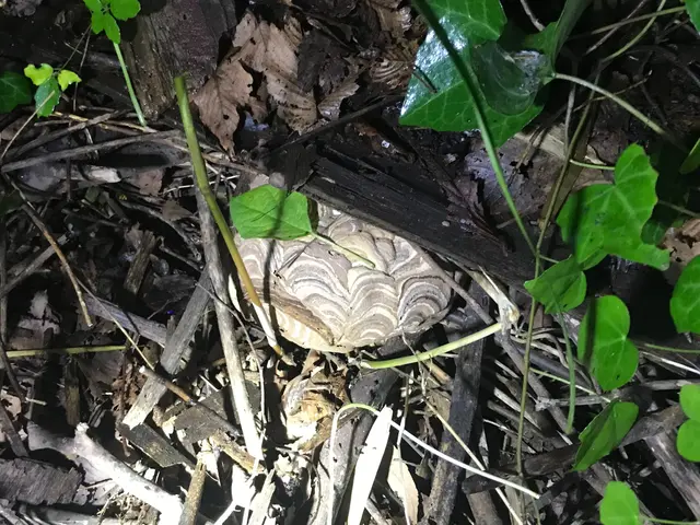 蜂の巣駆除（合）山本企画　　当日、翌日お任せください！年内再発保証○クレカ可能サービスの画像