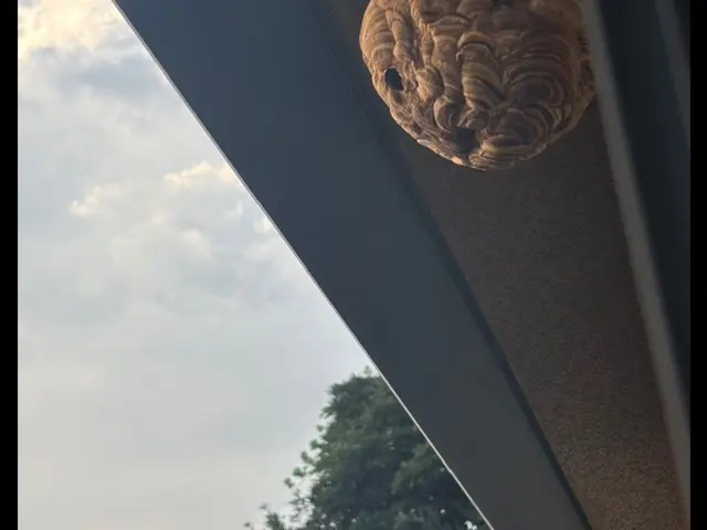 蜂の巣駆除　迅速丁寧　当日、翌日お任せ！年内再発保証◎口コミは内容確認！サービスの画像