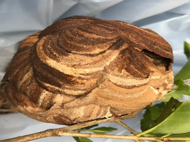 蜂の巣駆除（合）山本企画　　当日、翌日お任せください！年内再発保証○クレカ可能サービスの画像