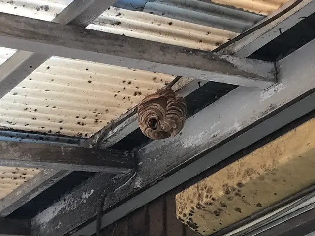 蜂の巣駆除（合）山本企画　　当日、翌日お任せください！年内再発保証○クレカ可能サービスの画像